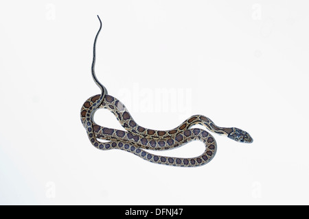 Il ferro di cavallo serpente isolato su sfondo bianco Foto Stock