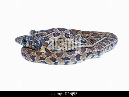 Il ferro di cavallo serpente isolato su sfondo bianco Foto Stock