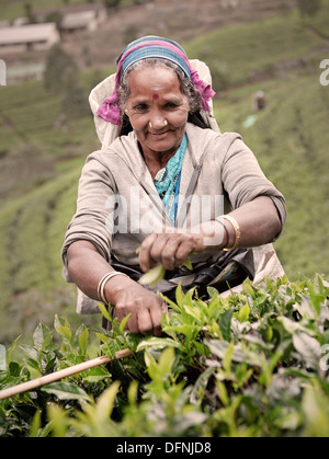 Il Tamil raccoglitrice di tè spennatura le foglie di tè in una piantagione di tè, produzione station wagon, Haputale, regione di montagna, Sri Lanka Foto Stock