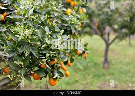 Alberi di arancio in un giardino, Tramantura, Soller, Mallorca, Spagna Foto Stock