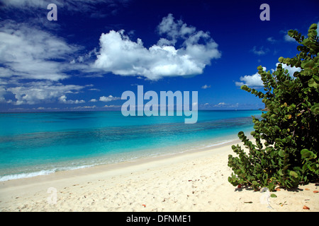 Deserta spiaggia di legno scuro sotto il cielo blu, il Mar dei Caraibi, Antigua, West Indies, Caraibi, America Centrale, America Foto Stock