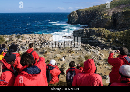 I turisti in rookery di pinguini saltaroccia, Eudyptes chrysocome, nuova isola, Isole Falkland, Subantarcic Foto Stock