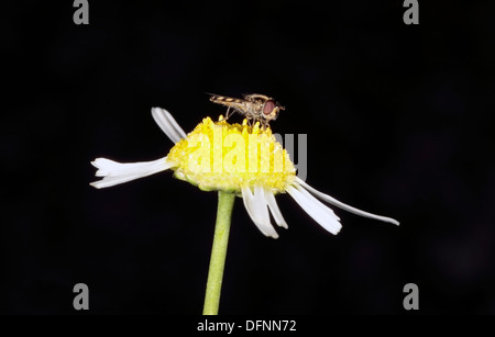 Close-up di comune australiano Hover / Flower Fly per raccogliere il polline da Daisy - Melangyna viridiceps - Famiglia Syrphidae Foto Stock