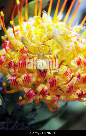 Close-up di verde Lynx Spider - Peucetia viridans-su leucospermum praecox fiore [Mossel Bay puntaspilli, Grandi Pincushion tufted Foto Stock