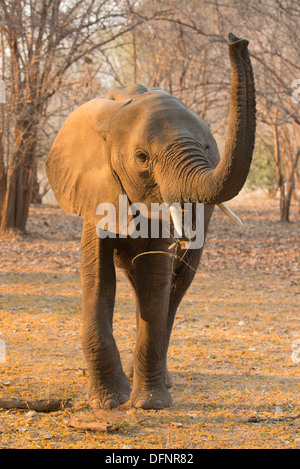 I giovani africani bull Elefante africano (Loxodonta africana) con il suo tronco fino Foto Stock