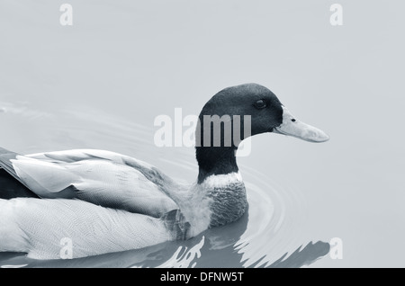 Maschio del Germano Reale o anatra selvatica (Anas platyrhynchos) close-up. Monocromatico Foto Stock