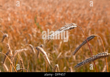 L'autunno. Il mais è ottenere mature nel campo Foto Stock