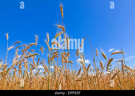 L'autunno. Il mais è ottenere mature nel campo Foto Stock