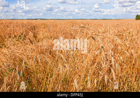 L'autunno. Il mais è ottenere mature nel campo Foto Stock