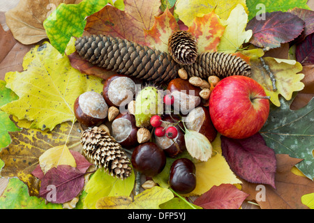 Apple, foglie di autunno, ippocastano, pigne, rosa canina e dadi disposti sul tavolo. Foto Stock