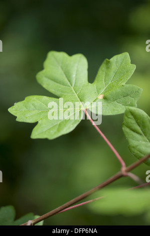 L'acero campestre, Acer campestre Foto Stock