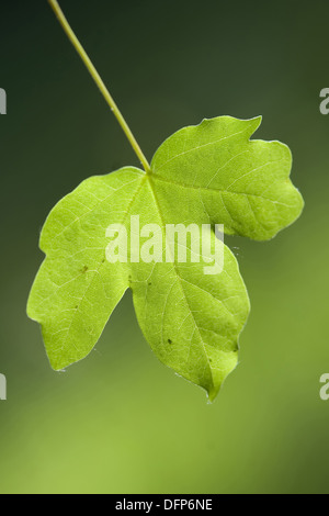 L'acero campestre, Acer campestre Foto Stock