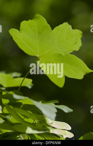 L'acero campestre, Acer campestre Foto Stock