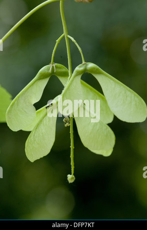 Acero di monte, Acer pseudoplatanus Foto Stock
