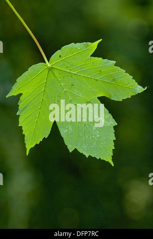 Acero di monte, Acer pseudoplatanus Foto Stock