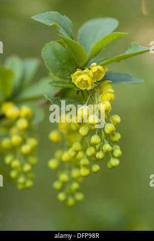 Crespino, Berberis vulgaris Foto Stock