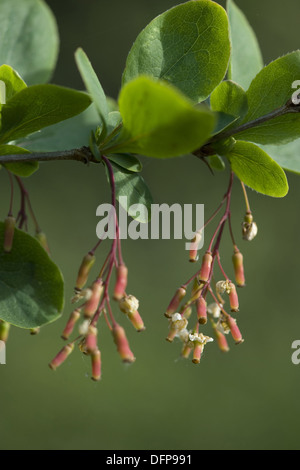 Crespino, Berberis vulgaris Foto Stock