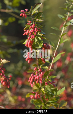 Crespino, Berberis vulgaris Foto Stock