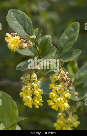 Crespino, Berberis vulgaris Foto Stock