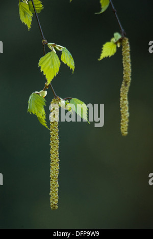 Argento betulla Betula pendula Foto Stock