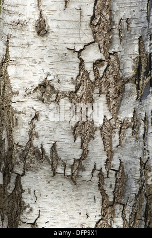 Argento betulla Betula pendula Foto Stock