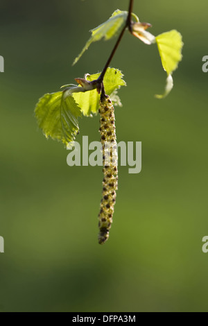 Roverella, betulla betula pubescens Foto Stock