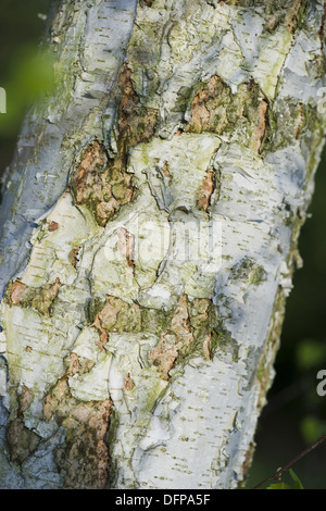 Roverella, betulla betula pubescens Foto Stock