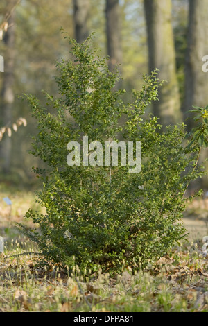 Casella di comune, buxus sempervirens Foto Stock