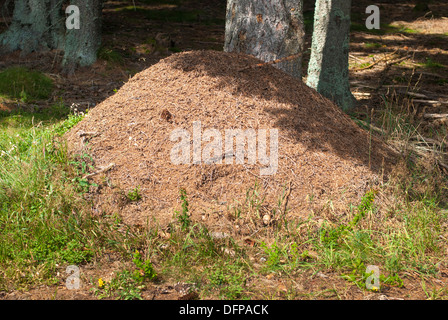 Colonia di formiche, Sumava Mts., Repubblica Ceca Foto Stock