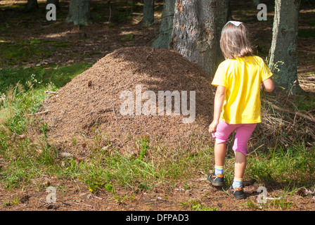 Colonia di formiche, Sumava Mts., Repubblica Ceca Foto Stock