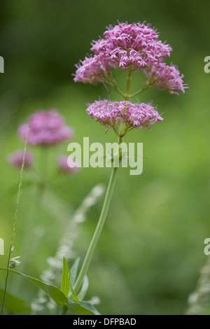 Red valeriana centranthus ruber Foto Stock