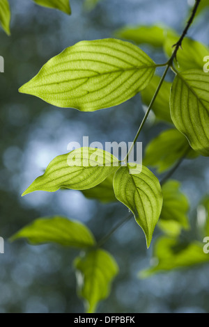 Corniolo, Cornus mas Foto Stock