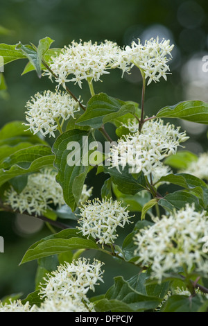 Sanguinella, cornus sanguinea Foto Stock