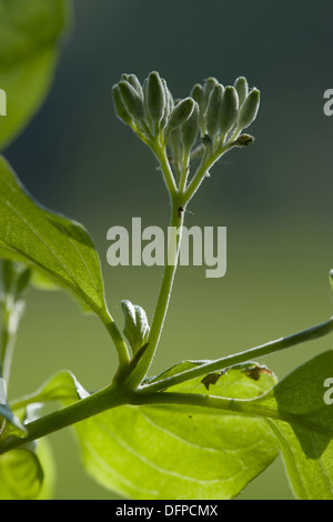 Sanguinella, cornus sanguinea Foto Stock