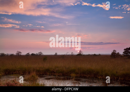 Tramonto sulla bassa pini su Swamp, Fochteloerveen, Paesi Bassi Foto Stock