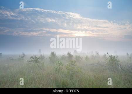 Misty sunrise su marsh con molti piccoli alberi di pino, Fochteloerveen, Paesi Bassi Foto Stock
