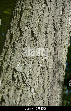 Il ginkgo, ginkgo biloba Foto Stock