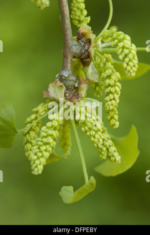 Il ginkgo, ginkgo biloba Foto Stock