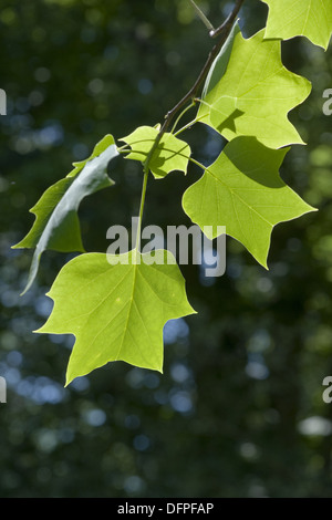 Tulip tree, liriodendron tulipifera Foto Stock