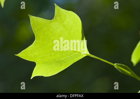 Tulip tree, liriodendron tulipifera Foto Stock