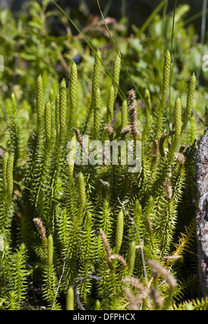 Club comune-moss, lycopodium annotinum Foto Stock