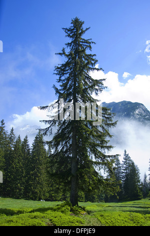 Abete, picea abies Foto Stock