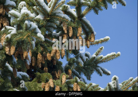 Abete, picea abies Foto Stock