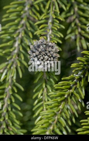 Abete del Caucaso, picea orientalis Foto Stock