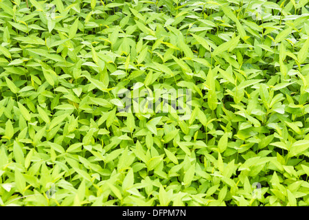 Houseplant, questo piante possono rendere una scopa. Foto Stock