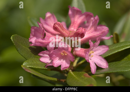 Rusty-lasciava alpenrose, Rhododendron ferrugineum Foto Stock