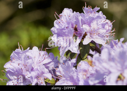 Rododendro nano, rhododendron impeditum Foto Stock