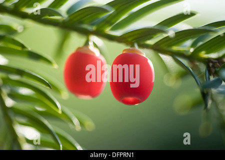 Unione yew, taxus baccata Foto Stock