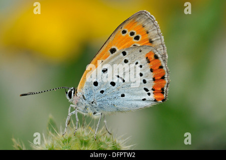Rame di grandi dimensioni - farfalla Lycaena dispar Foto Stock