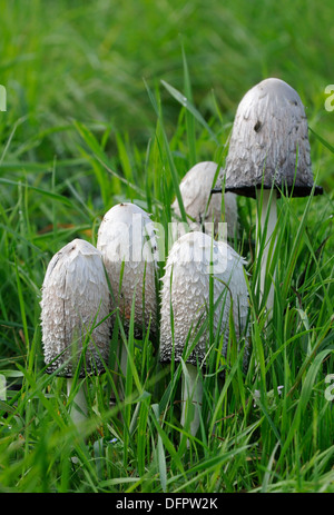 Shaggy copertura di inchiostro funghi - Coprinus comatus in erba Foto Stock